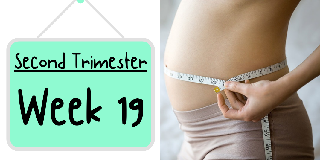 Pregnancy Week by Week: Week 19